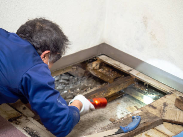 Best Mold Testing  in Barberton, WA