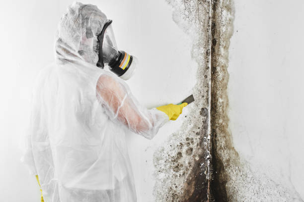 Best Mold Damage Repair  in Barberton, WA