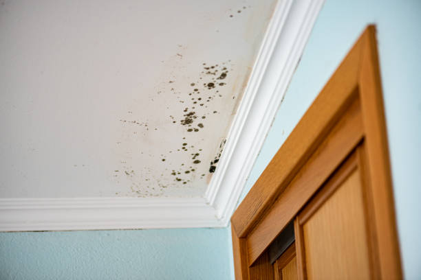 Best Mold Remediation  in Barberton, WA