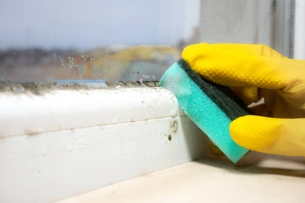 Best Attic Mold Removal  in Barberton, WA