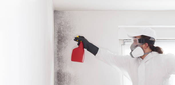 Barberton, WA Mold Removal Company