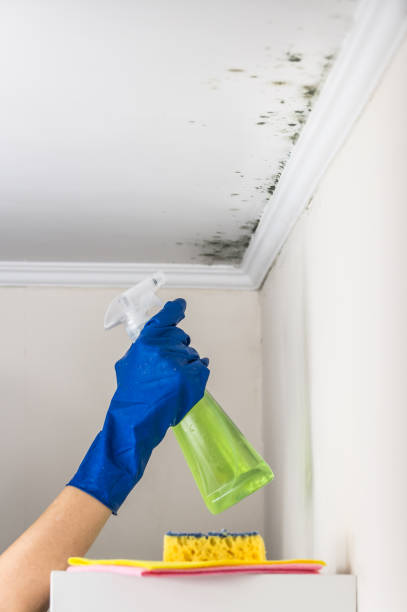 Best Mold Testing  in Barberton, WA